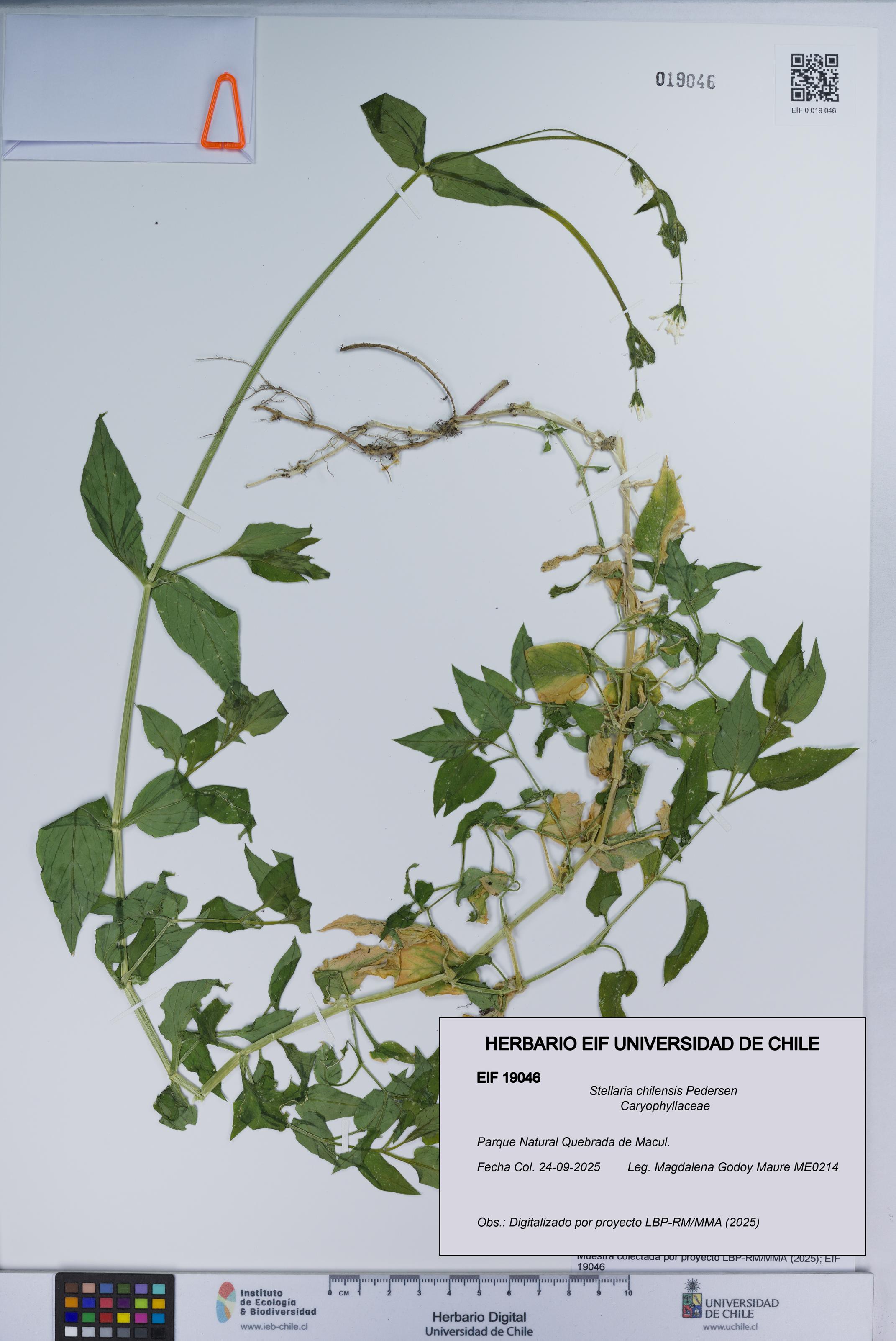 Stellaria chilensis [Espécimen: UCH:EIF:0019046]