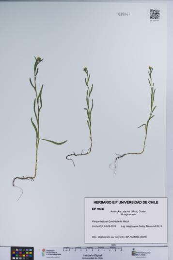 Amsinckia calycina [Espécimen: UCH:EIF:0019047]