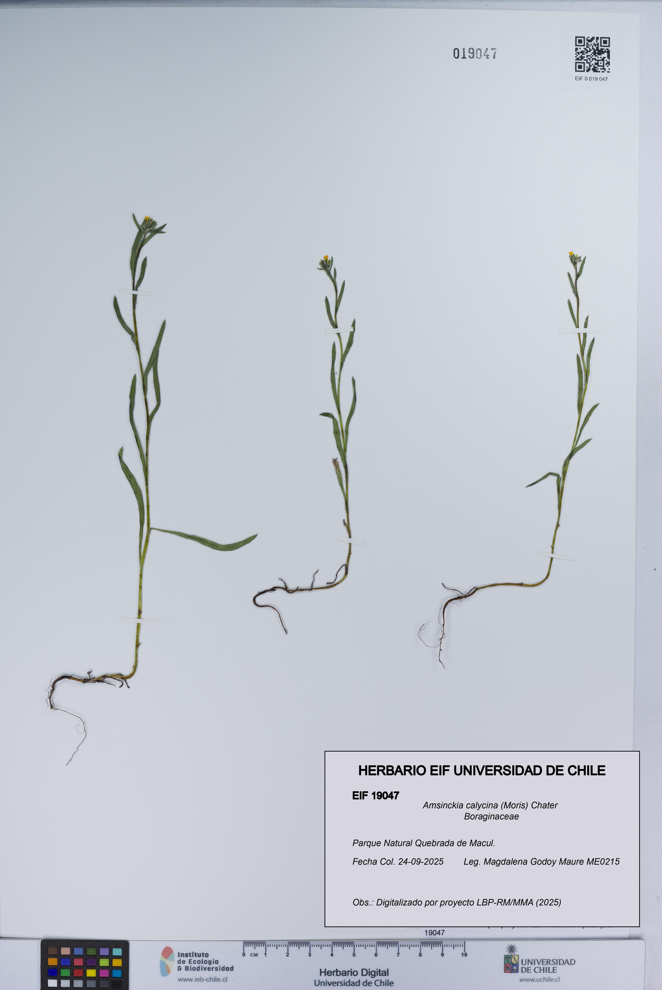 Amsinckia calycina [Espécimen: UCH:EIF:0019047]