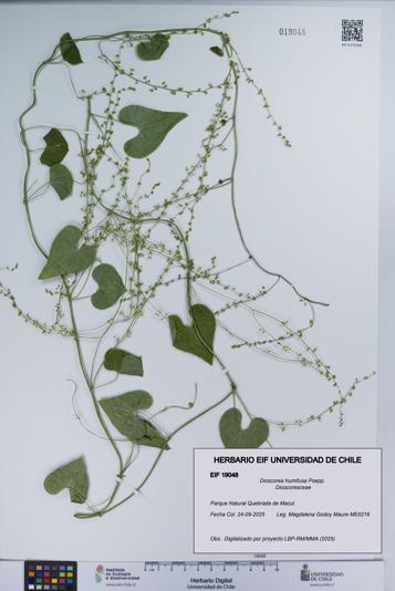 Dioscorea humifusa [Espécimen: UCH:EIF:0019048]