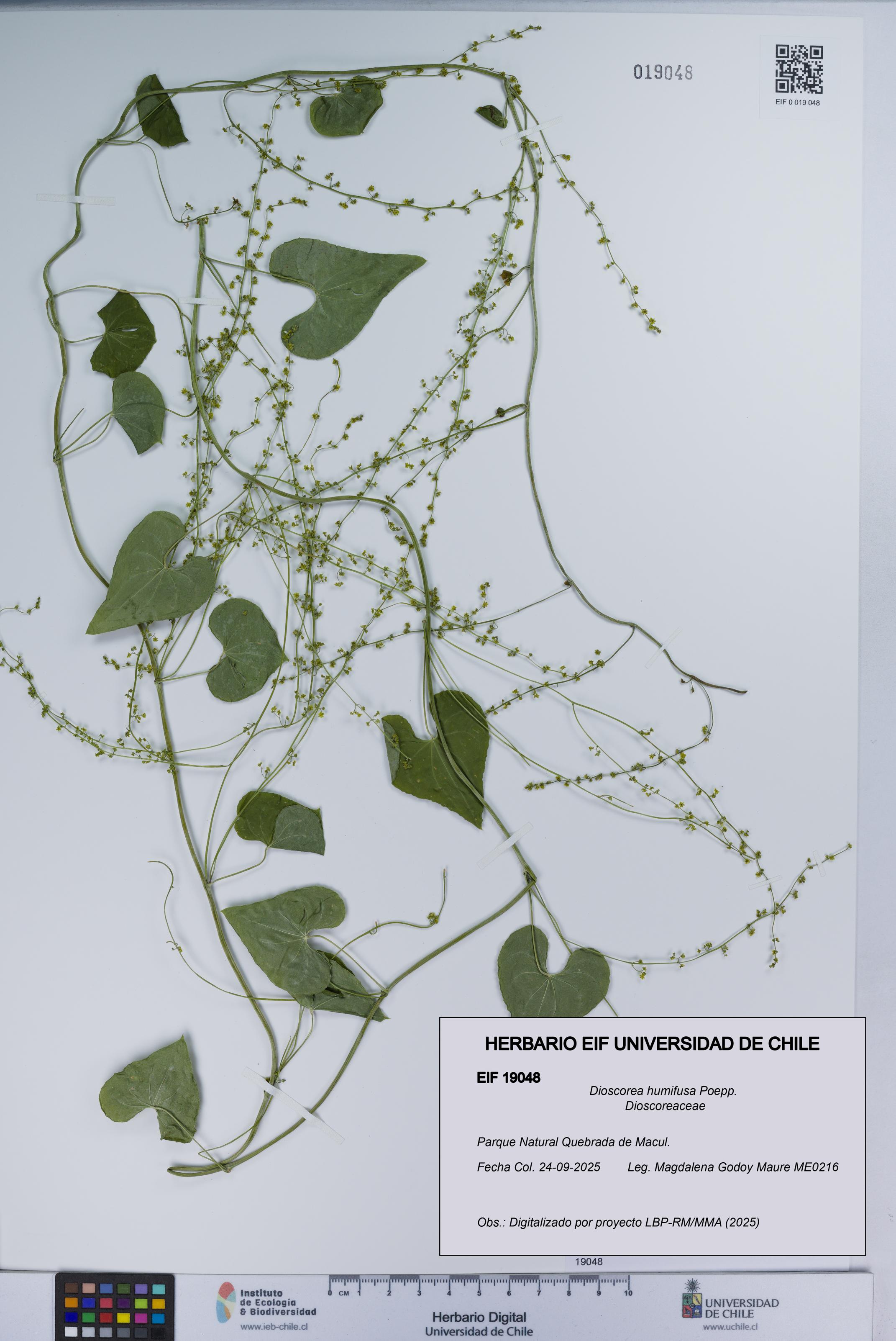 Dioscorea humifusa [Espécimen: UCH:EIF:0019048]