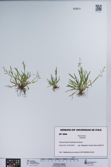 Poa annua [Espécimen: UCH:EIF:0019049]