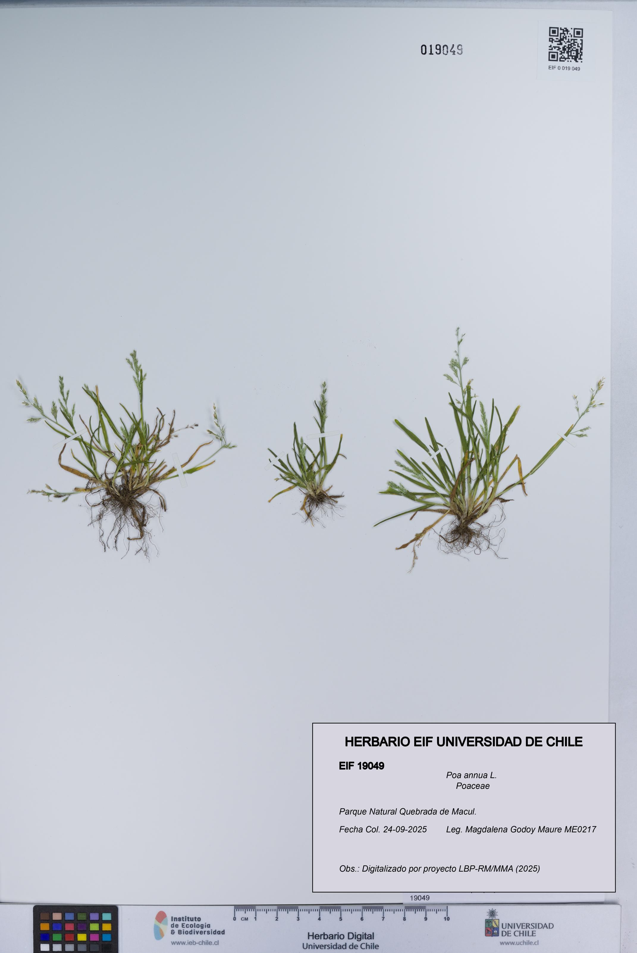 Poa annua [Espécimen: UCH:EIF:0019049]