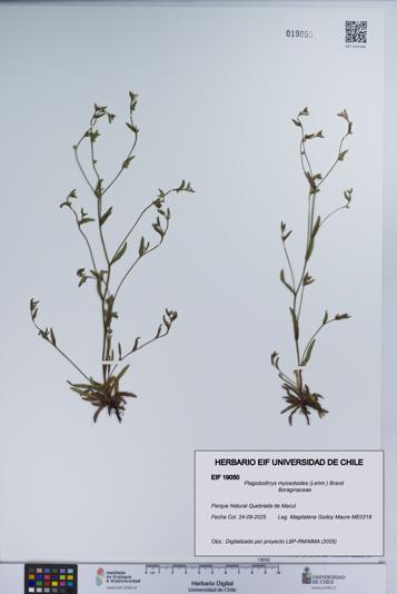 Plagiobothrys myosotoides [Espécimen: UCH:EIF:0019050]