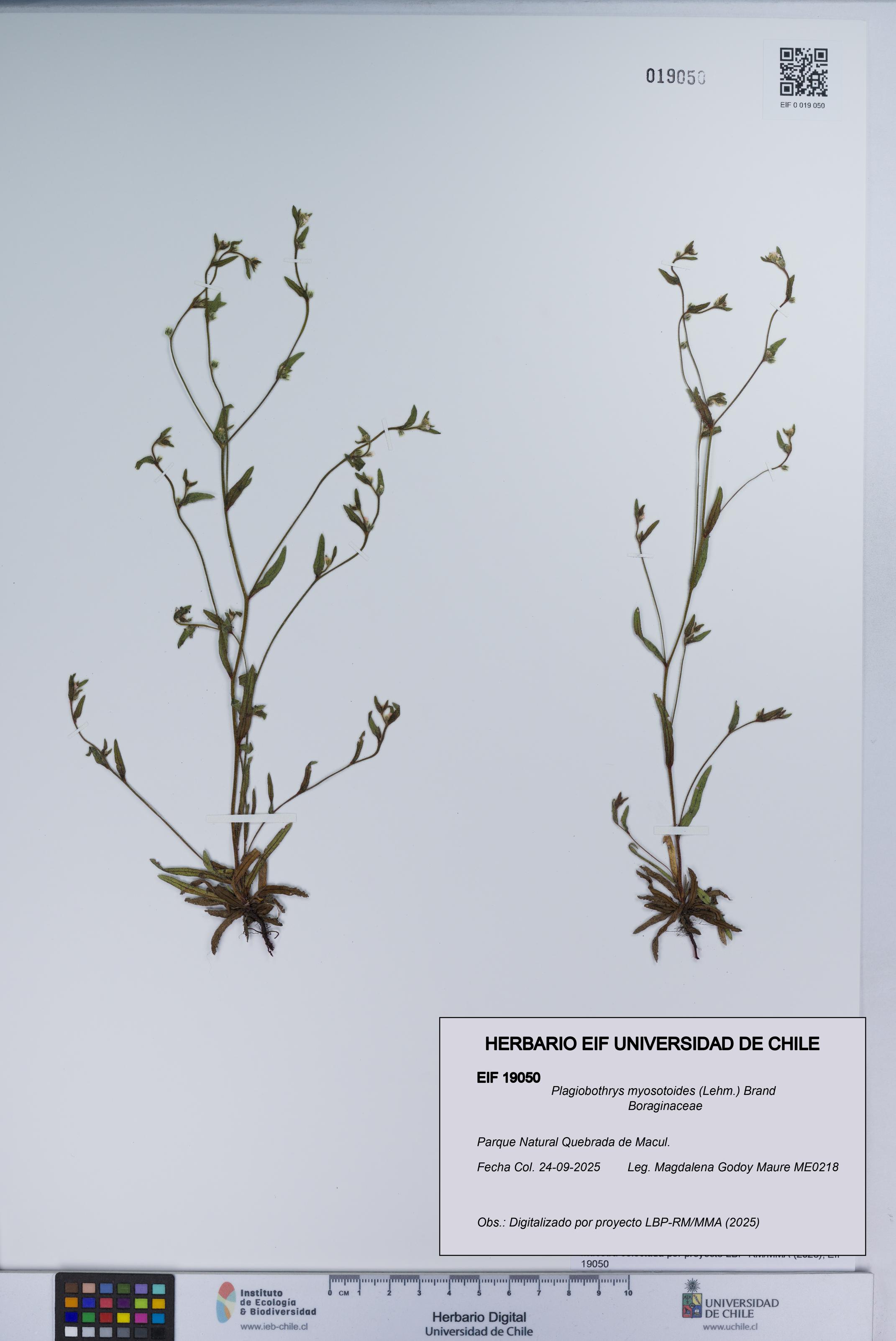 Plagiobothrys myosotoides [Espécimen: UCH:EIF:0019050]