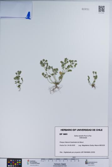 Soliva sessilis [Espécimen: UCH:EIF:0019051]