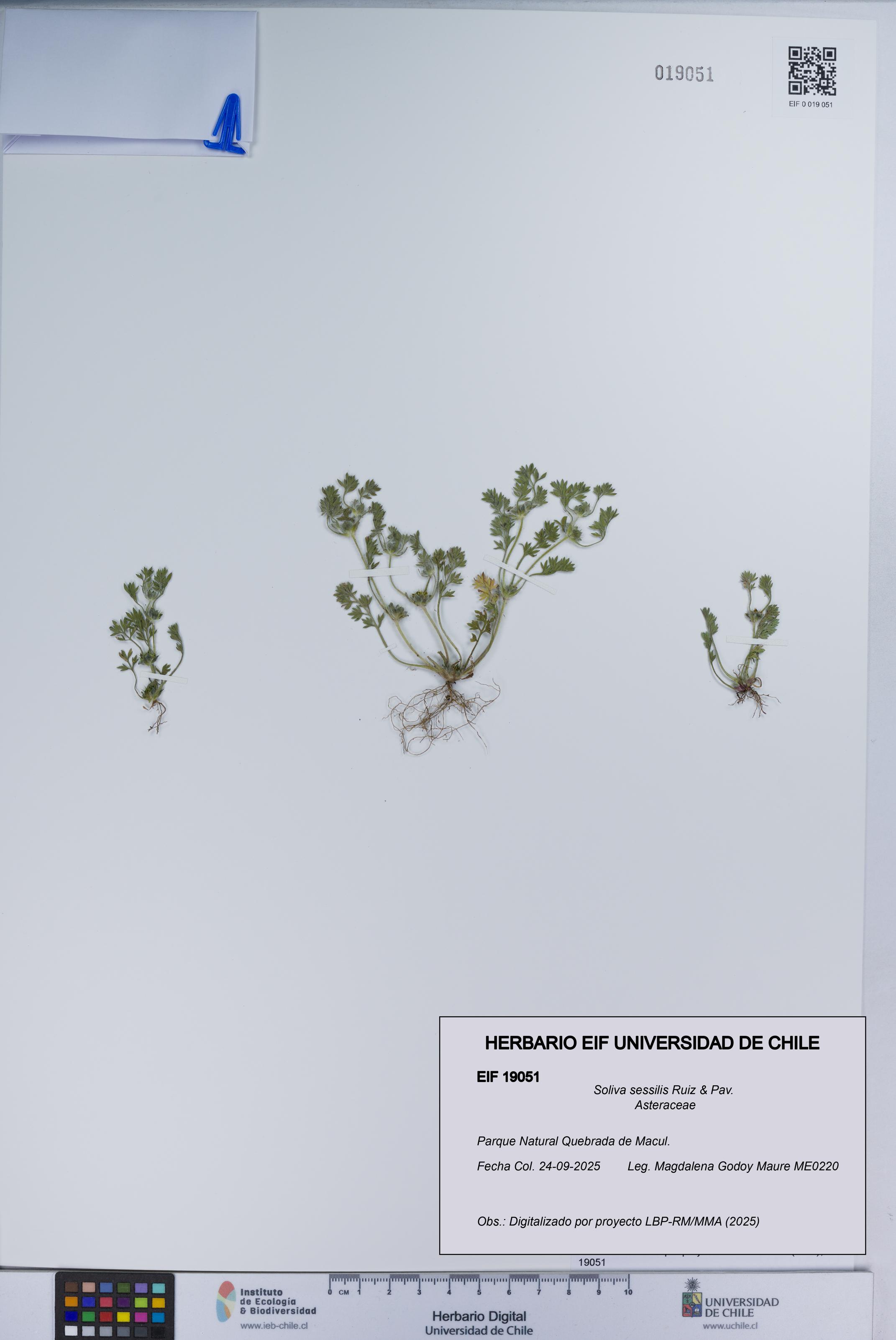 Soliva sessilis [Espécimen: UCH:EIF:0019051]