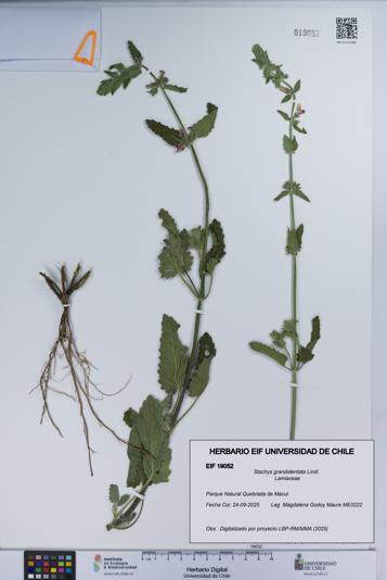 Stachys grandidentata [Espécimen: UCH:EIF:0019052]