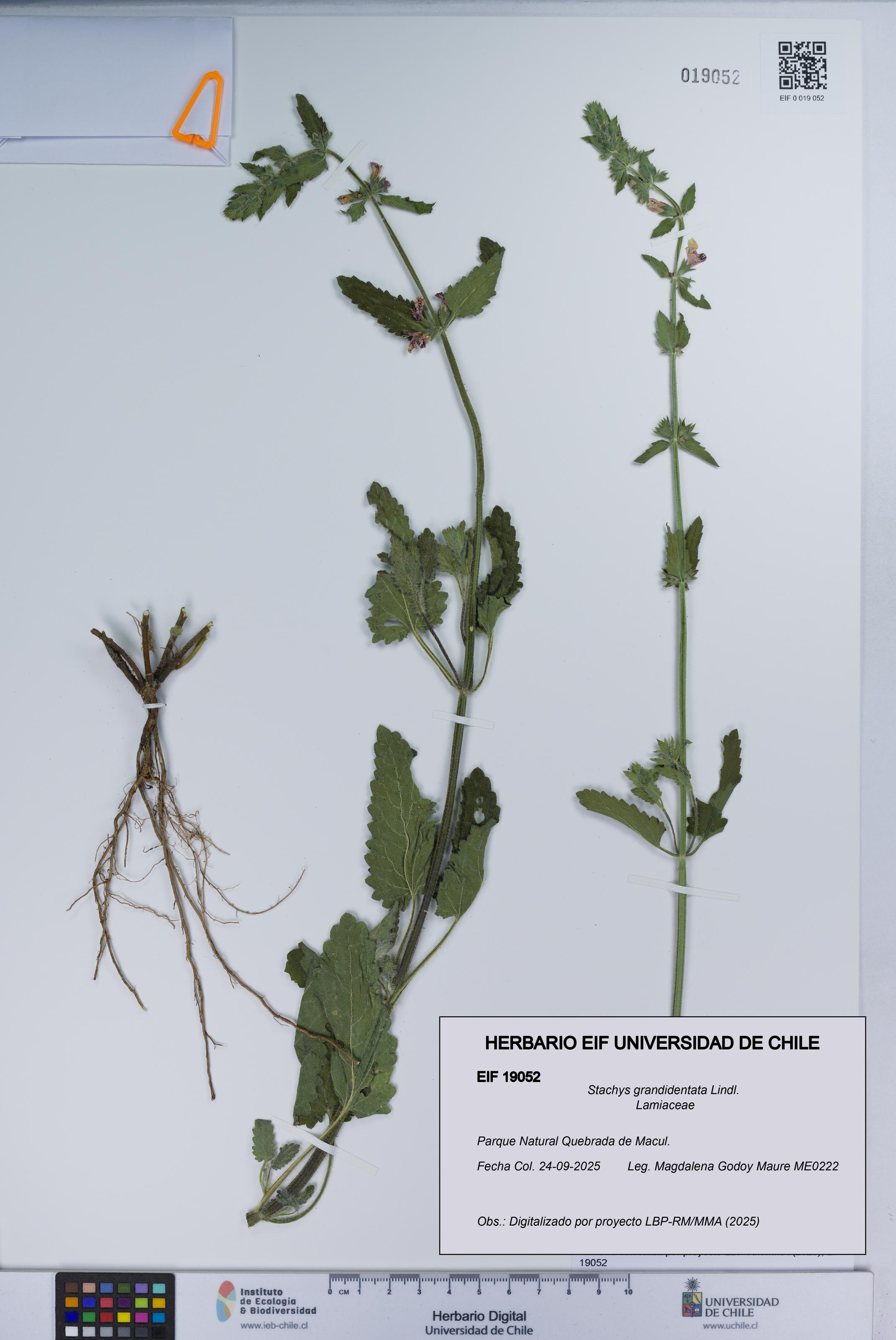 Stachys grandidentata [Espécimen: UCH:EIF:0019052]