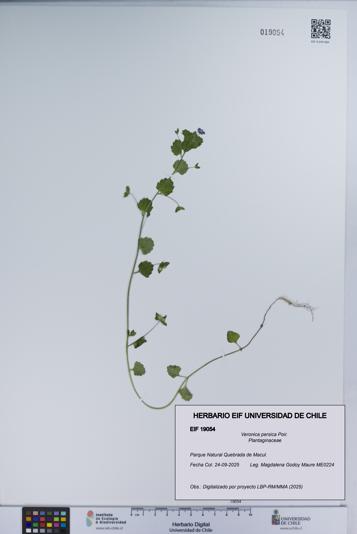 Veronica persica [Espécimen: UCH:EIF:0019054]