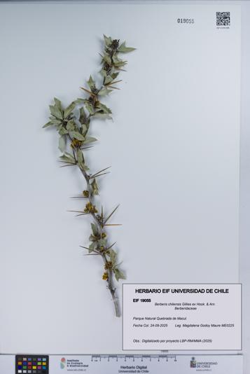 Berberis chilensis [Espécimen: UCH:EIF:0019055]