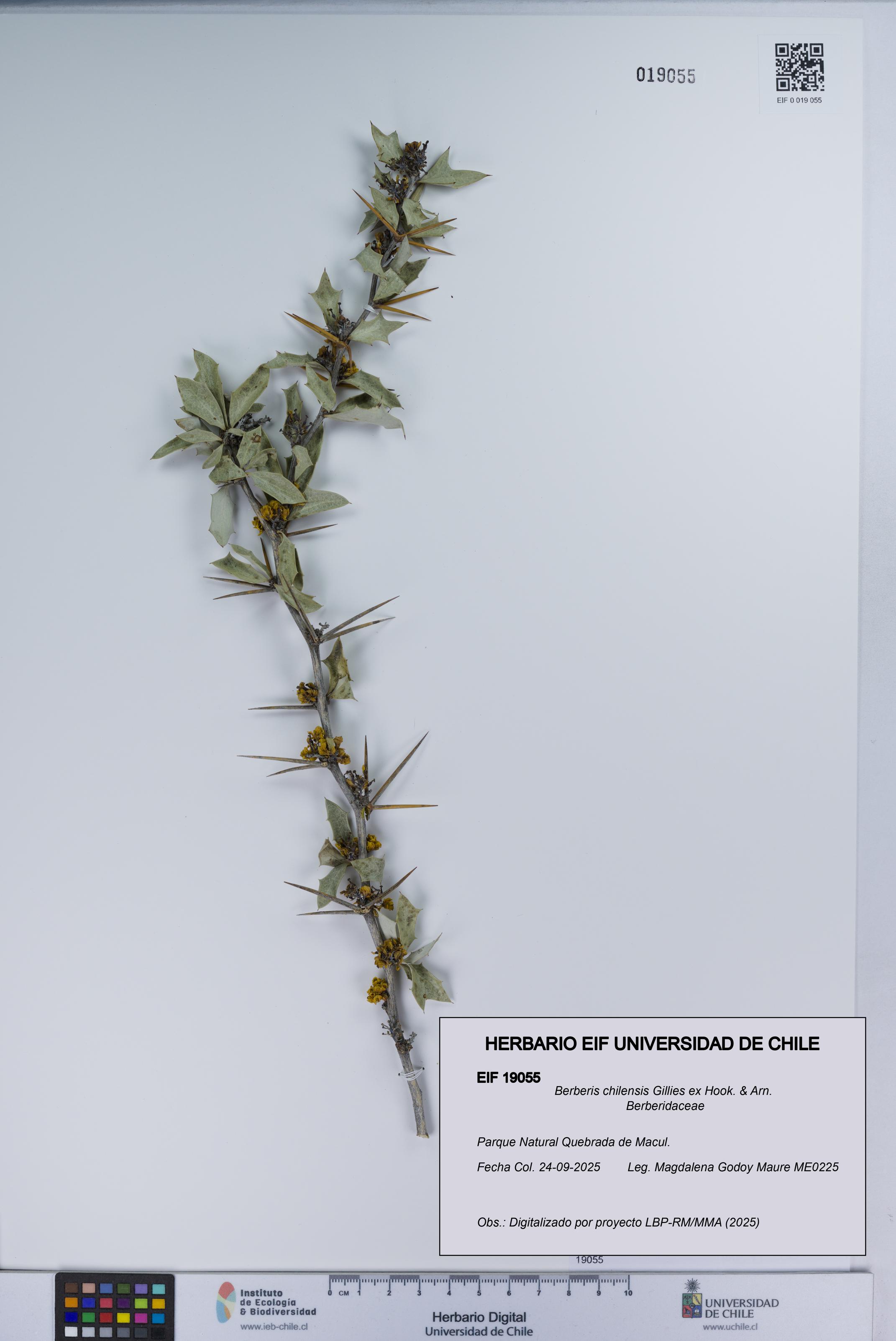 Berberis chilensis [Espécimen: UCH:EIF:0019055]