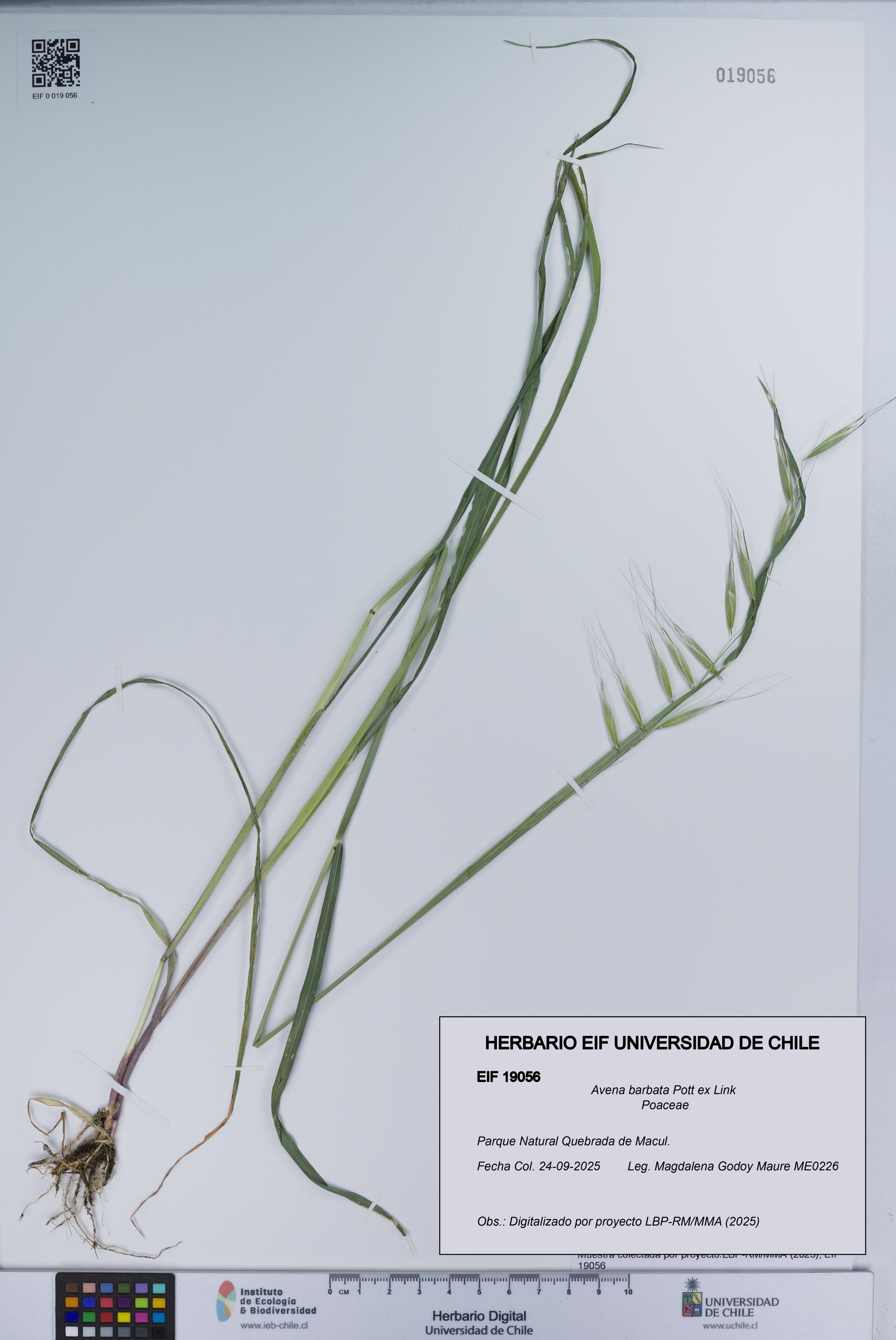 Avena barbata [Espécimen: UCH:EIF:0019056]