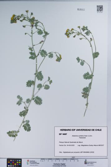 Adesmia conferta [Espécimen: UCH:EIF:0019057]