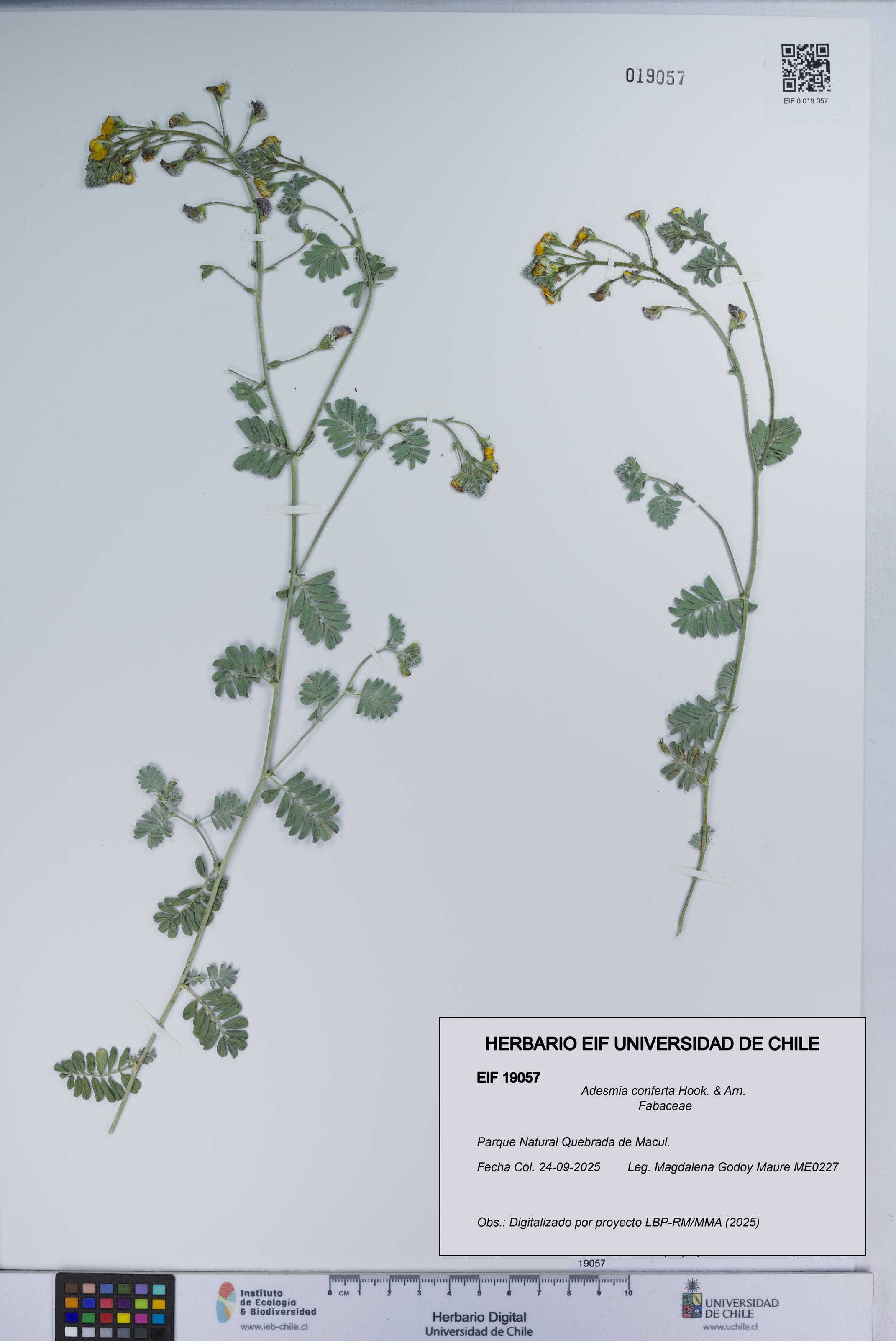 Adesmia conferta [Espécimen: UCH:EIF:0019057]