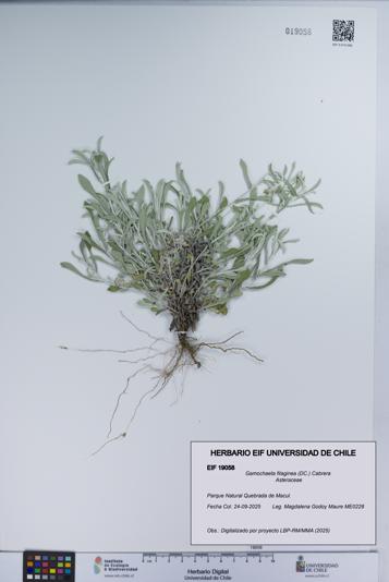 Gamochaeta filaginea [Espécimen: UCH:EIF:0019058]