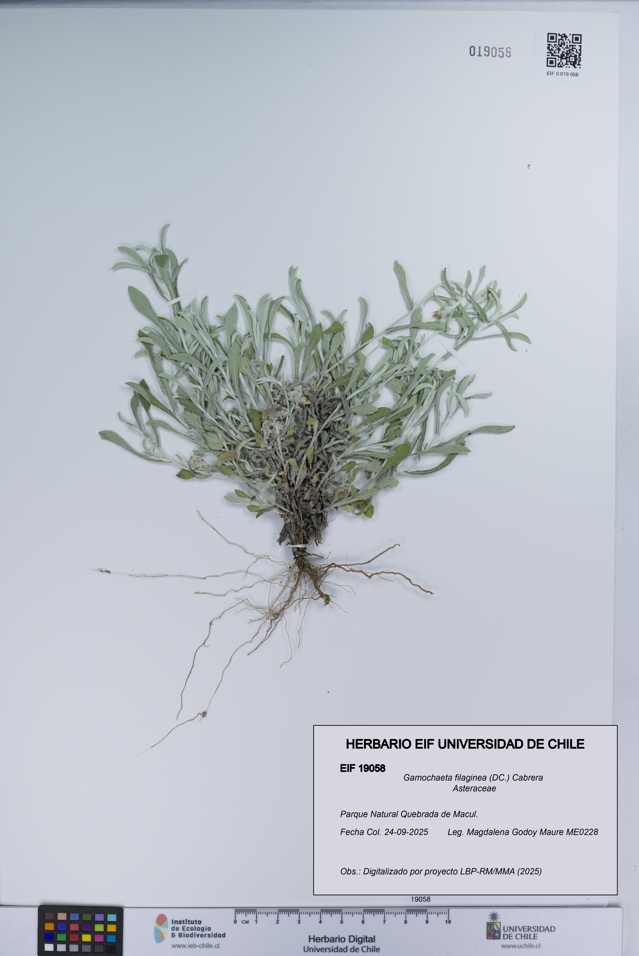 Gamochaeta filaginea [Espécimen: UCH:EIF:0019058]