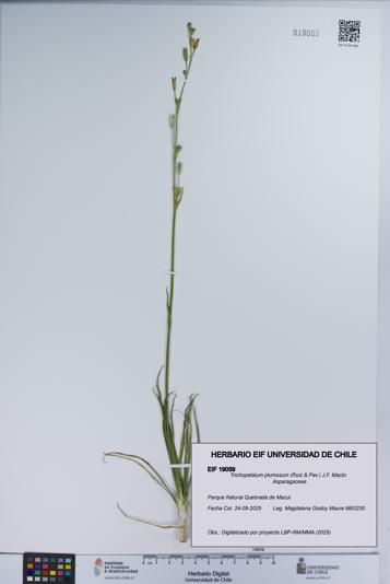 Trichopetalum plumosum [Espécimen: UCH:EIF:0019059]