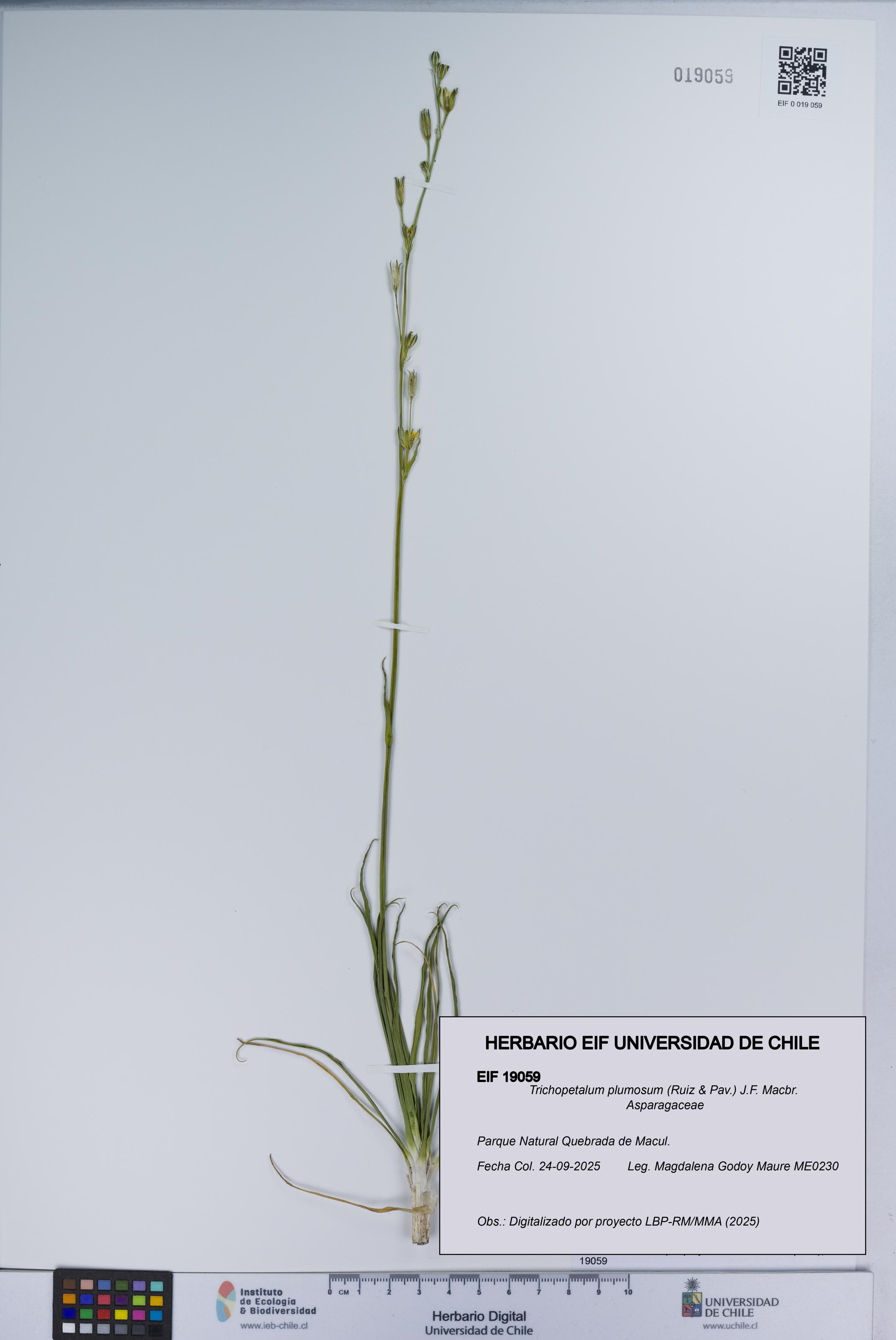 Trichopetalum plumosum [Espécimen: UCH:EIF:0019059]