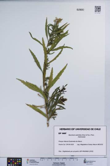 Baccharis salicifolia [Espécimen: UCH:EIF:0019097]