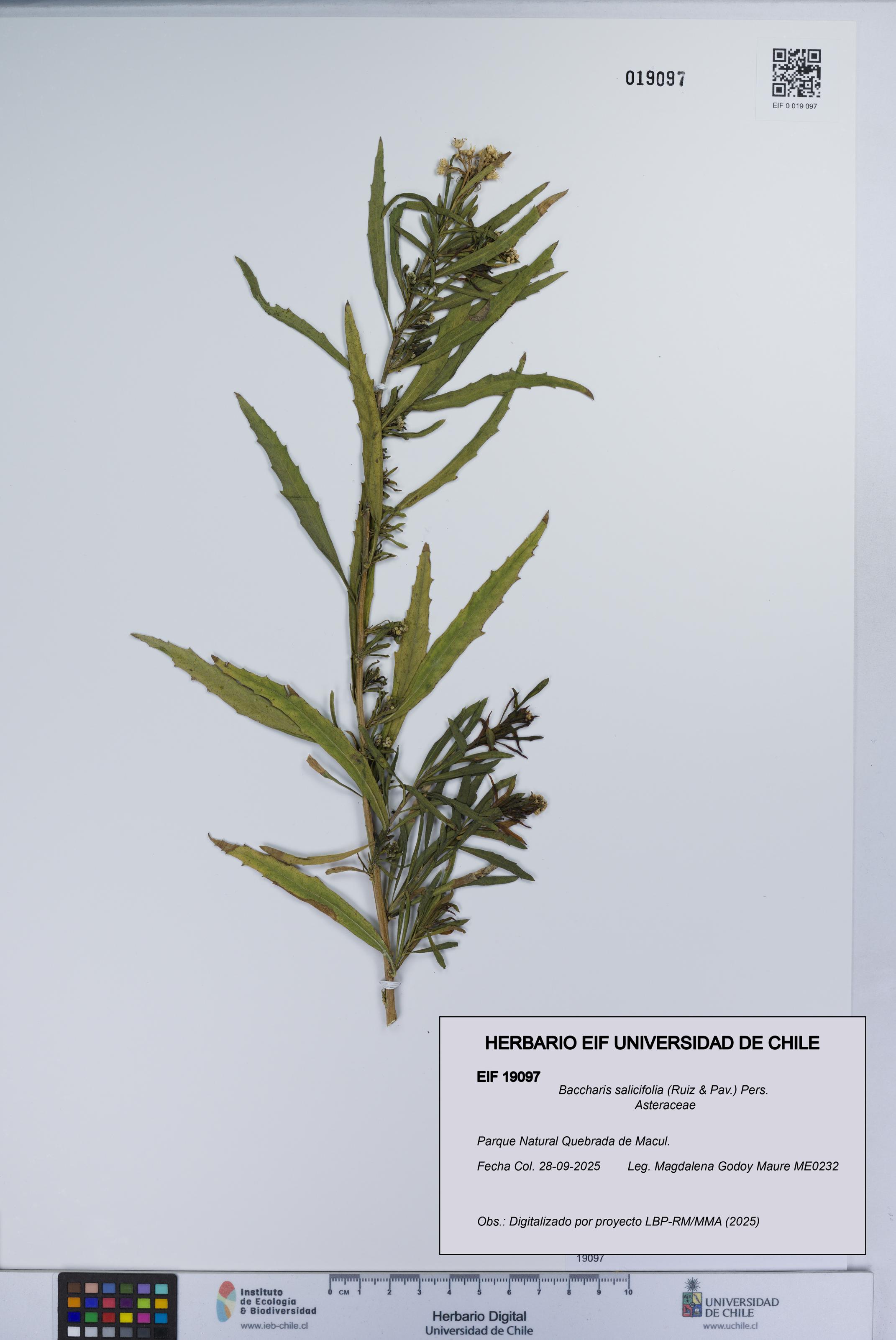 Baccharis salicifolia [Espécimen: UCH:EIF:0019097]
