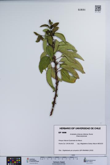 Aristotelia chilensis [Espécimen: UCH:EIF:0019098]