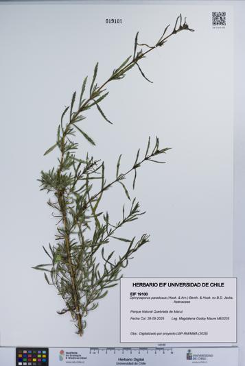 Ophryosporus paradoxus [Espécimen: ]