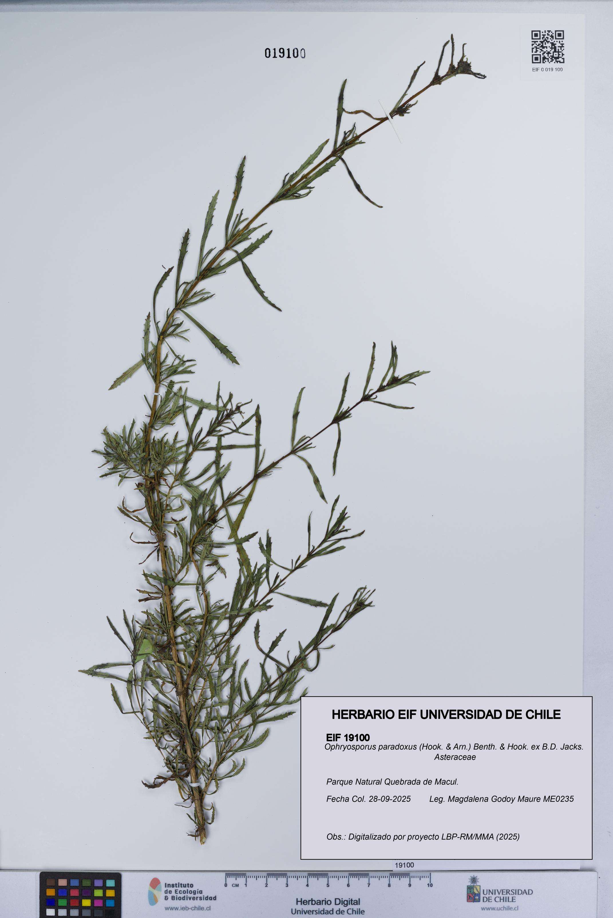 Ophryosporus paradoxus [Espécimen: ]