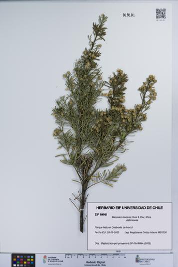 Baccharis linearis [Espécimen: UCH:EIF:0019101]