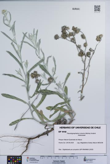 Pseudognaphalium viravira [Espécimen: UCH:EIF:0019102]