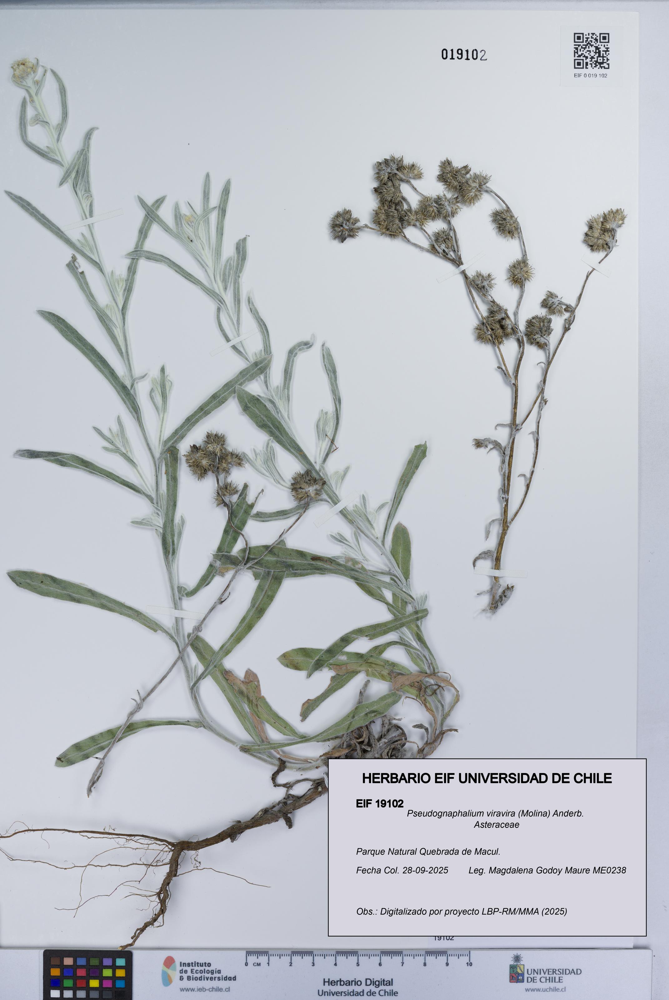 Pseudognaphalium viravira [Espécimen: UCH:EIF:0019102]