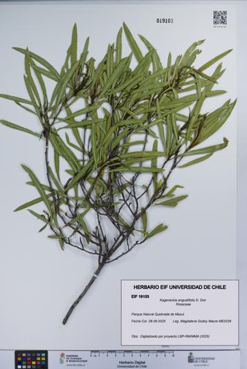Kageneckia angustifolia [Espécimen: UCH:EIF:0019103]