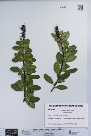 Escallonia illinita [Espécimen: UCH:EIF:0019105]