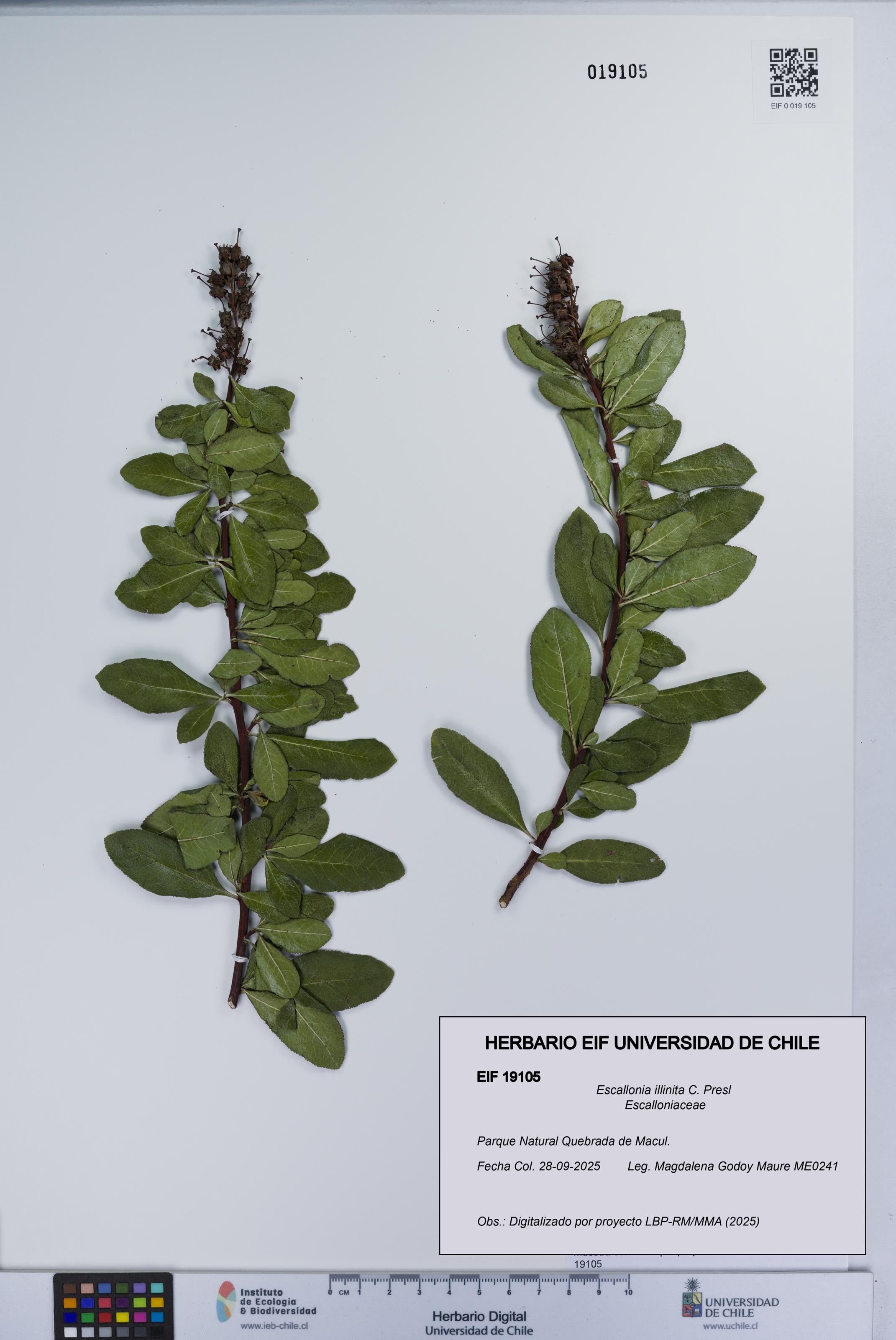 Escallonia illinita [Espécimen: UCH:EIF:0019105]