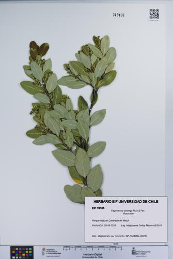 Kageneckia oblonga [Espécimen: UCH:EIF:0019106]