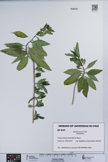 Cestrum parqui [Espécimen: UCH:EIF:0019107]
