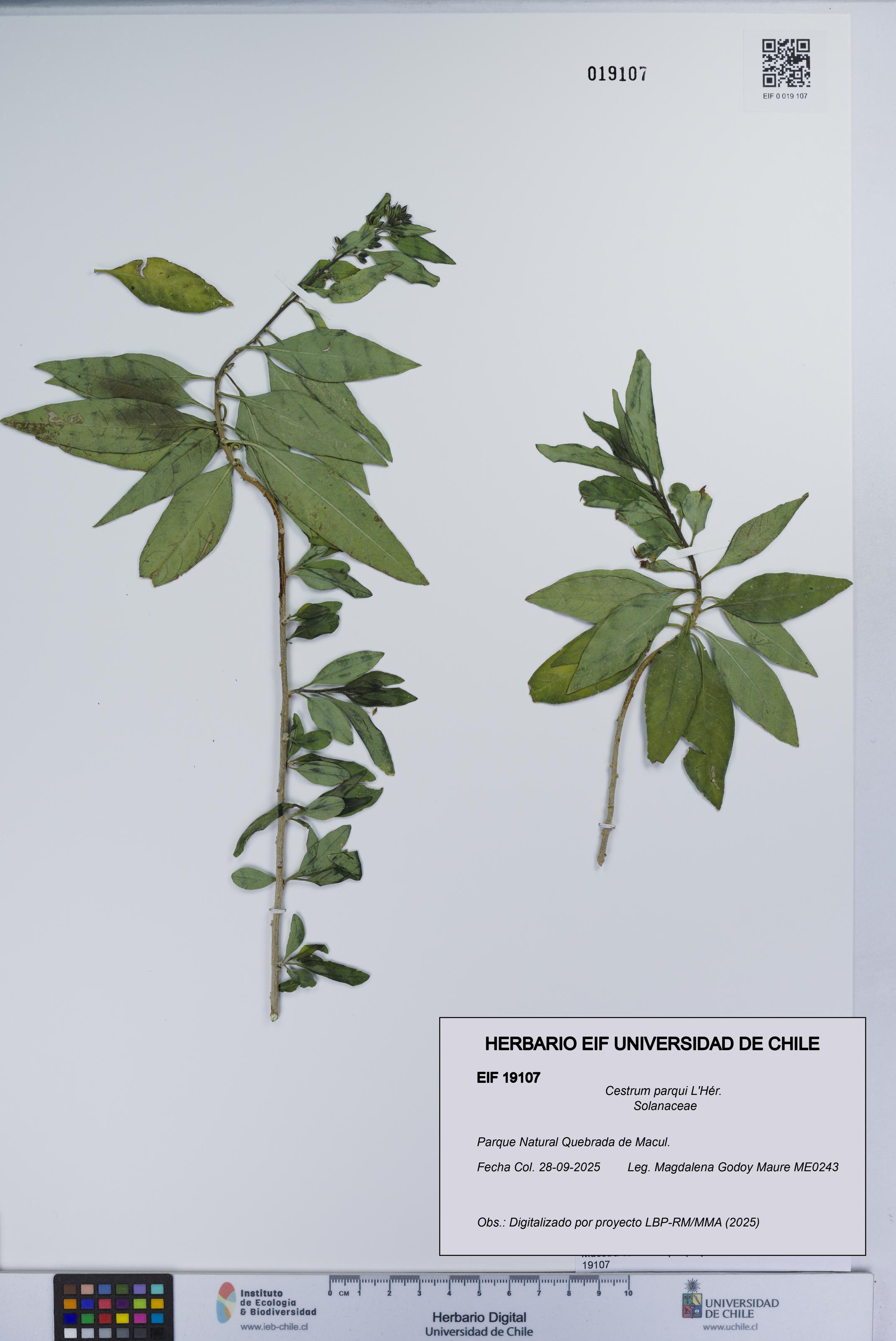 Cestrum parqui [Espécimen: UCH:EIF:0019107]