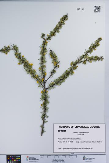 Adesmia confusa [Espécimen: UCH:EIF:0019109]