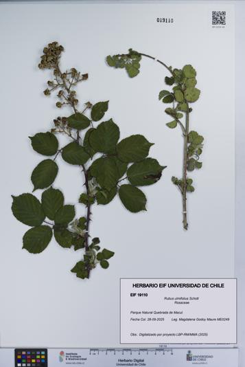 Rubus ulmifolius [Espécimen: UCH:EIF:0019110]