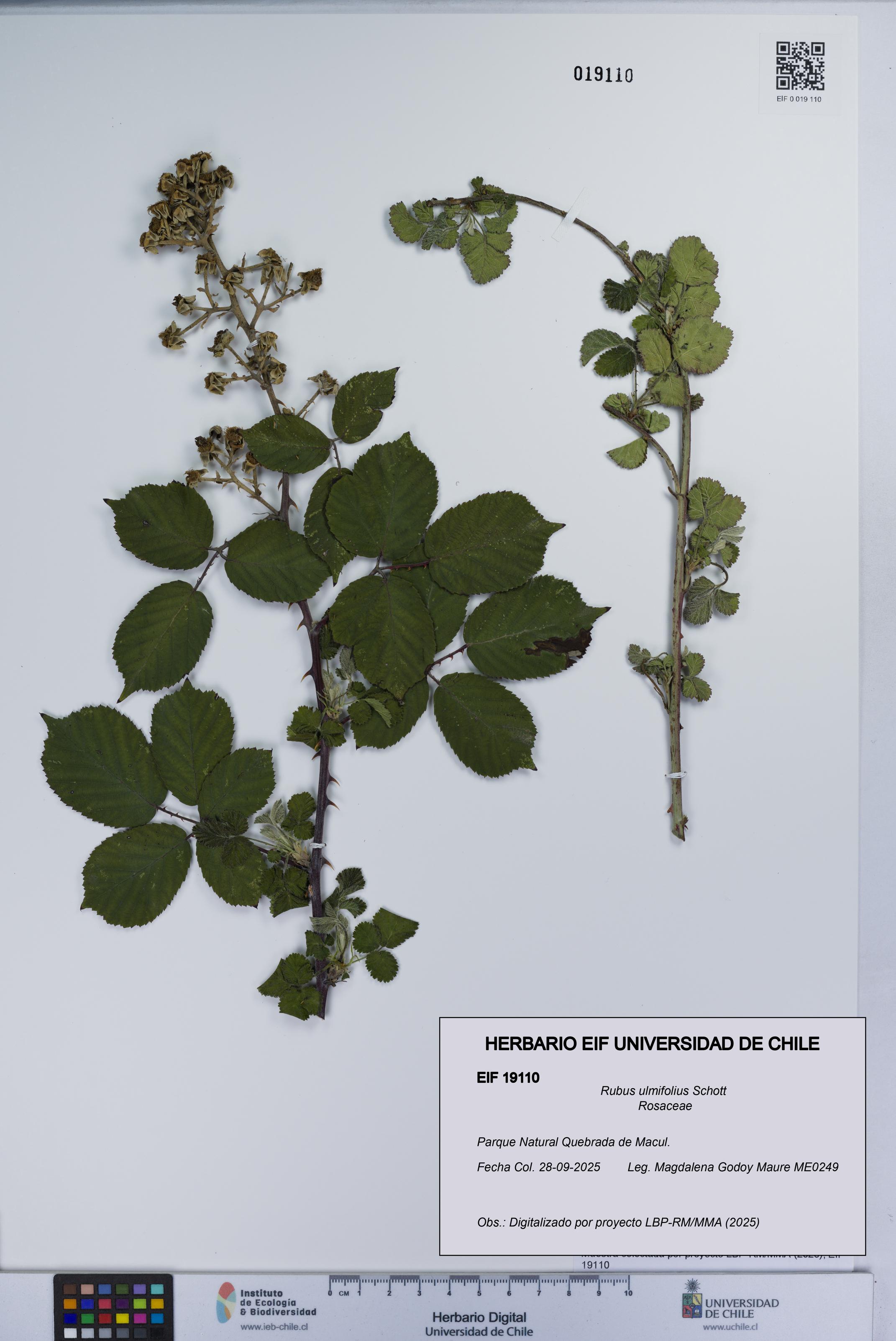 Rubus ulmifolius [Espécimen: UCH:EIF:0019110]
