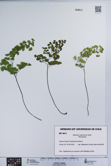 Adiantum sulphureum [Espécimen: UCH:EIF:0019111]