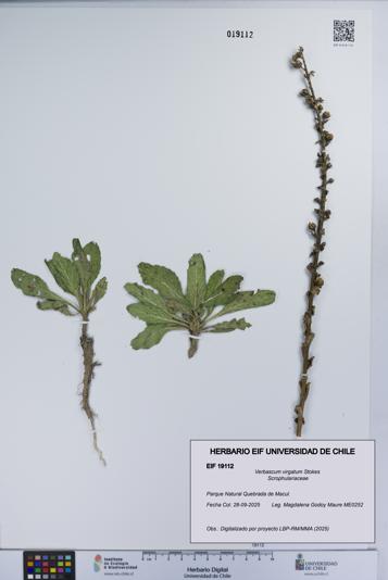 Verbascum virgatum [Espécimen: UCH:EIF:0019112]