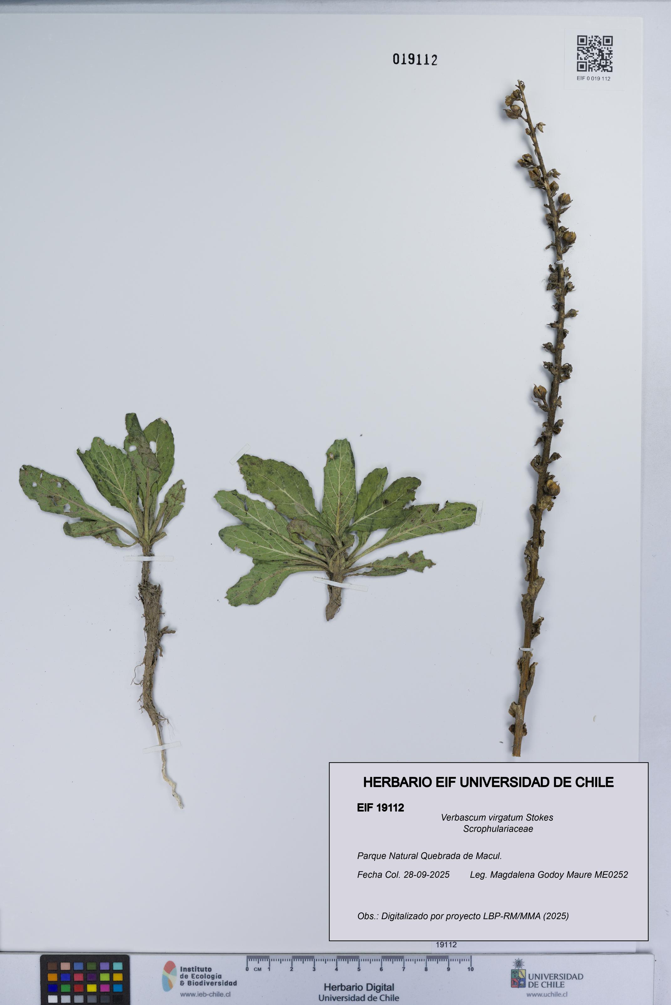 Verbascum virgatum [Espécimen: UCH:EIF:0019112]