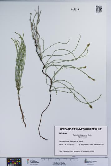 Equisetum bogotense [Espécimen: UCH:EIF:0019113]