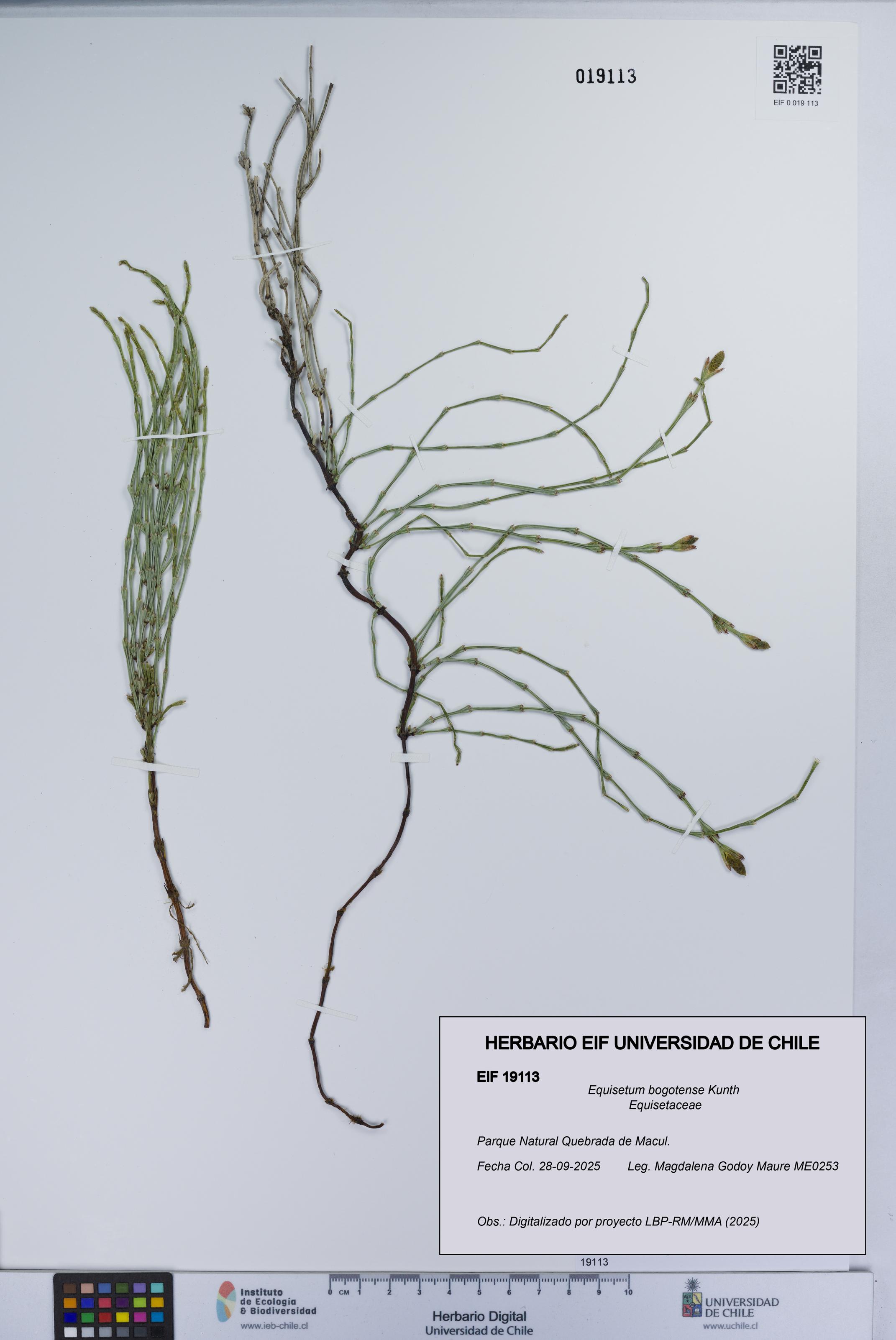 Equisetum bogotense [Espécimen: UCH:EIF:0019113]