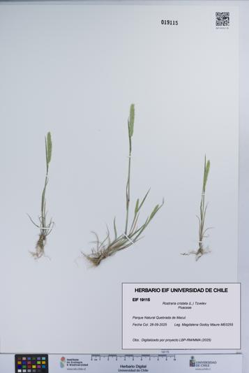 Rostraria cristata [Espécimen: UCH:EIF:0019115]