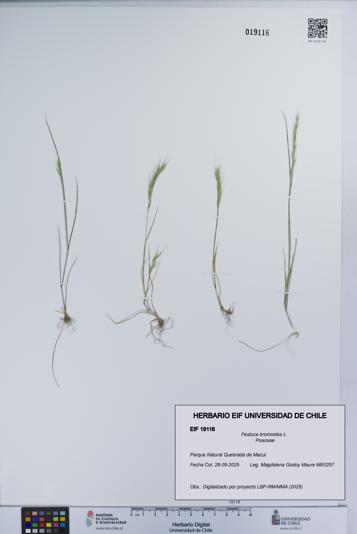 Festuca bromoides [Espécimen: UCH:EIF:0019116]