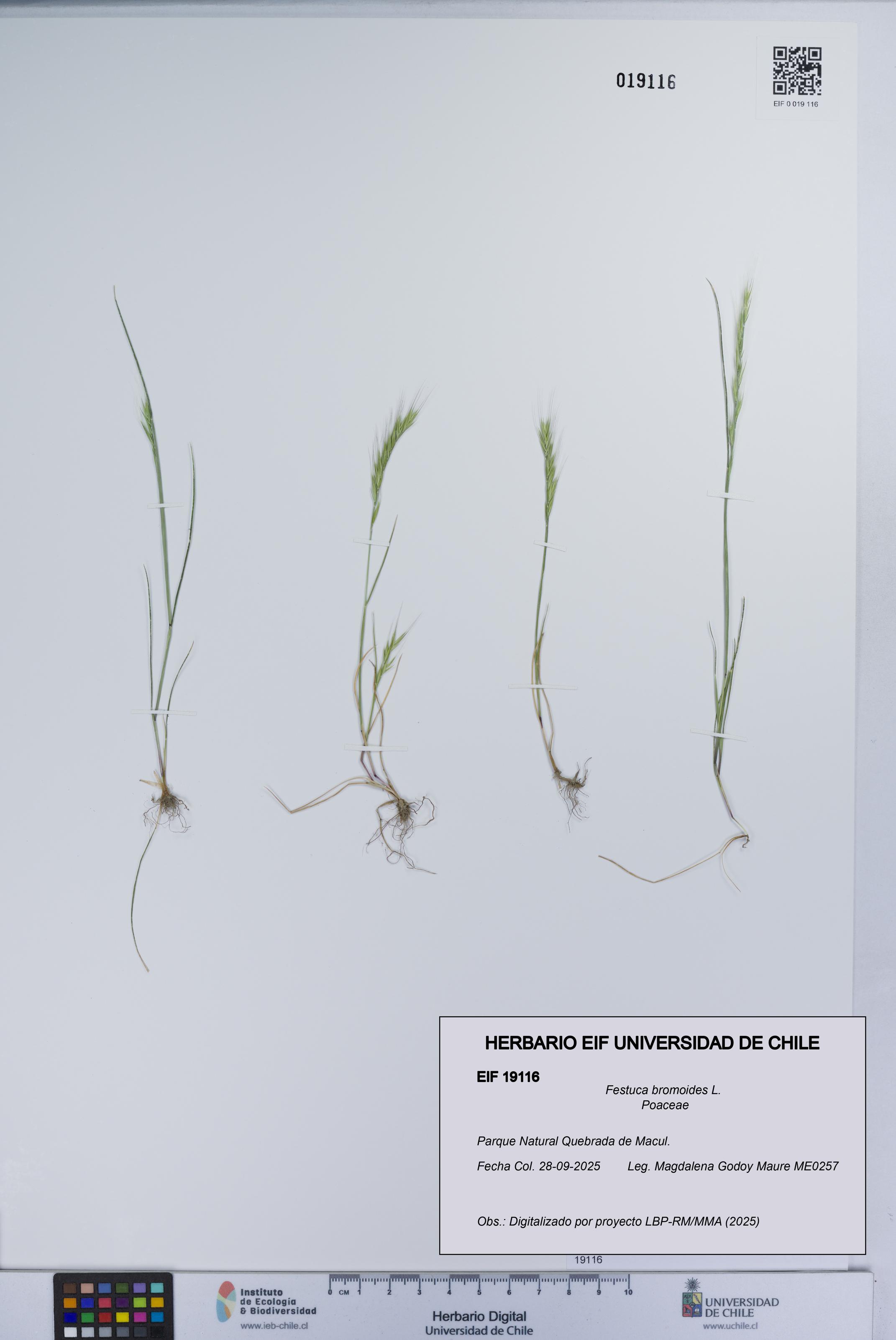 Festuca bromoides [Espécimen: UCH:EIF:0019116]