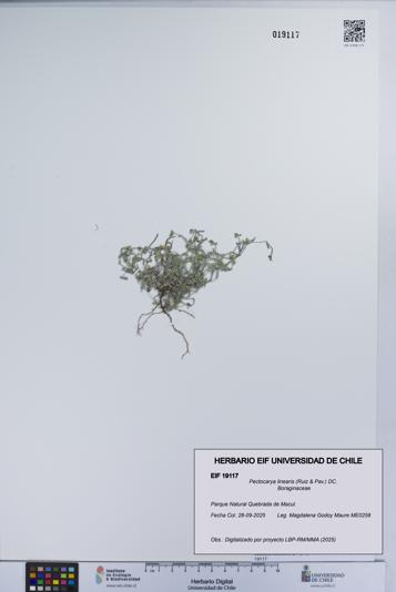 Pectocarya linearis [Espécimen: UCH:EIF:0019117]