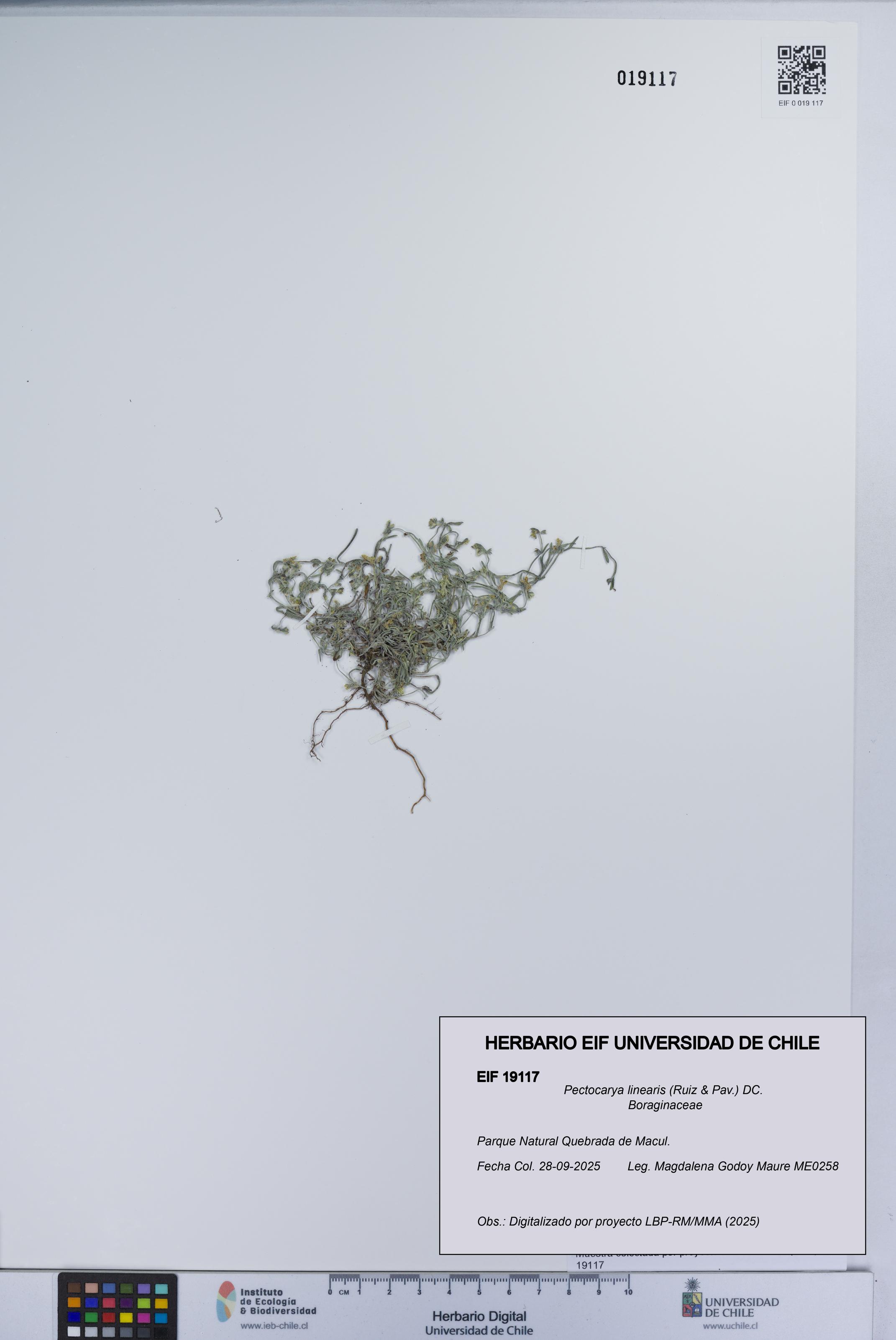 Pectocarya linearis [Espécimen: UCH:EIF:0019117]